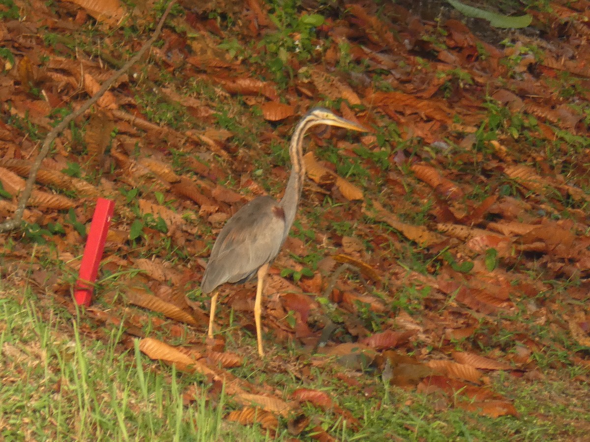 Garza Imperial - ML110665801