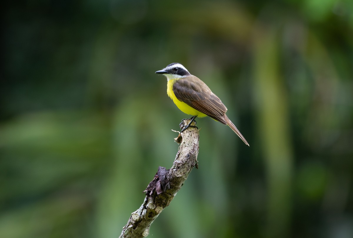 Lesser Kiskadee - ML110666261