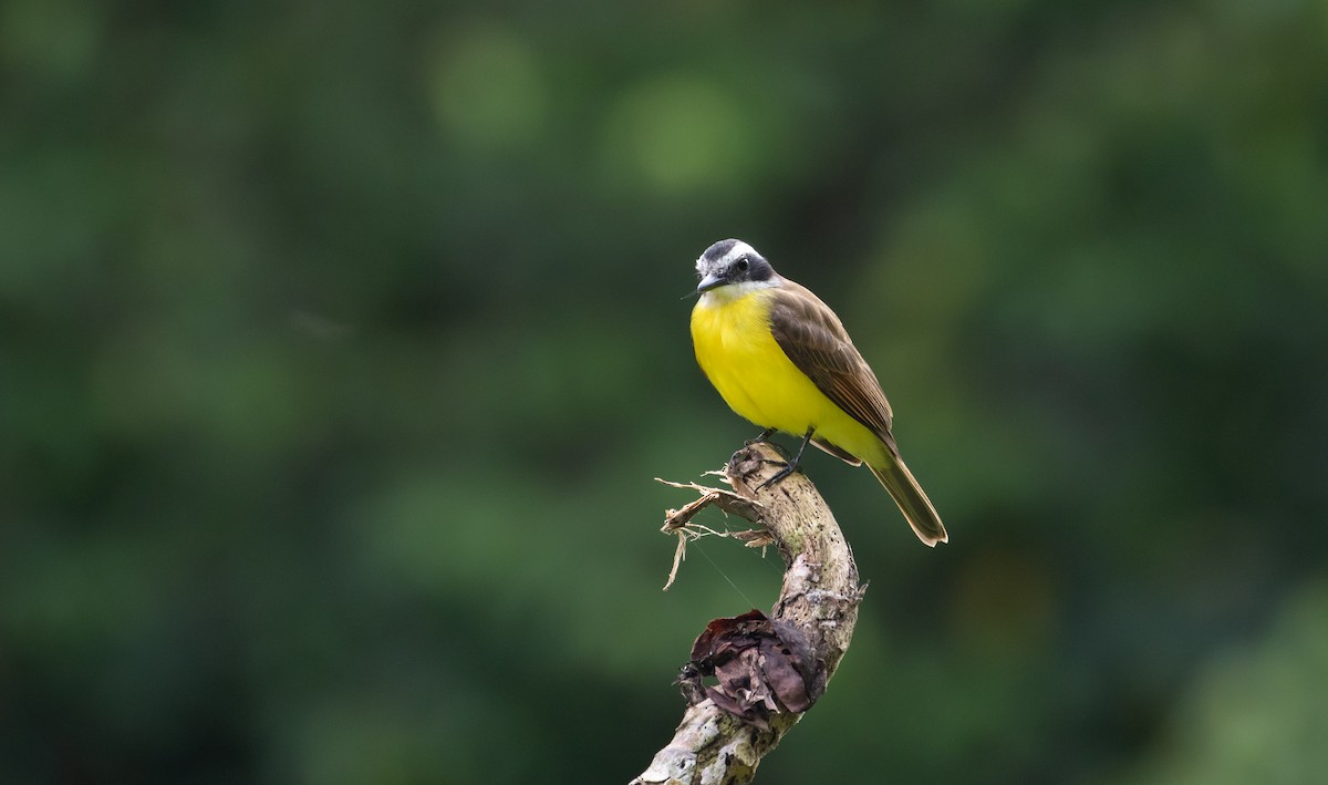 Lesser Kiskadee - ML110666291