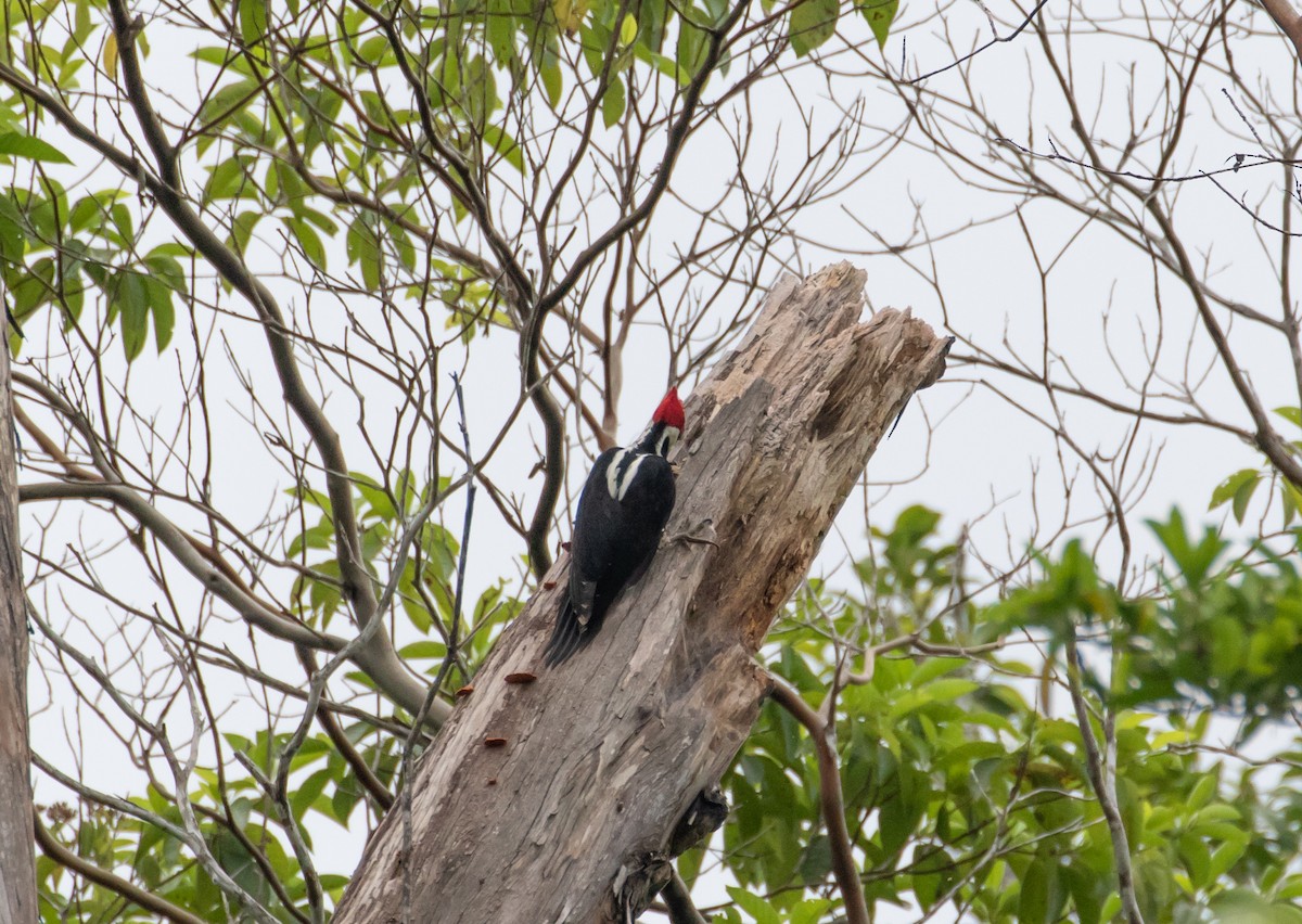 Crimson-crested Woodpecker - Cullen Hanks