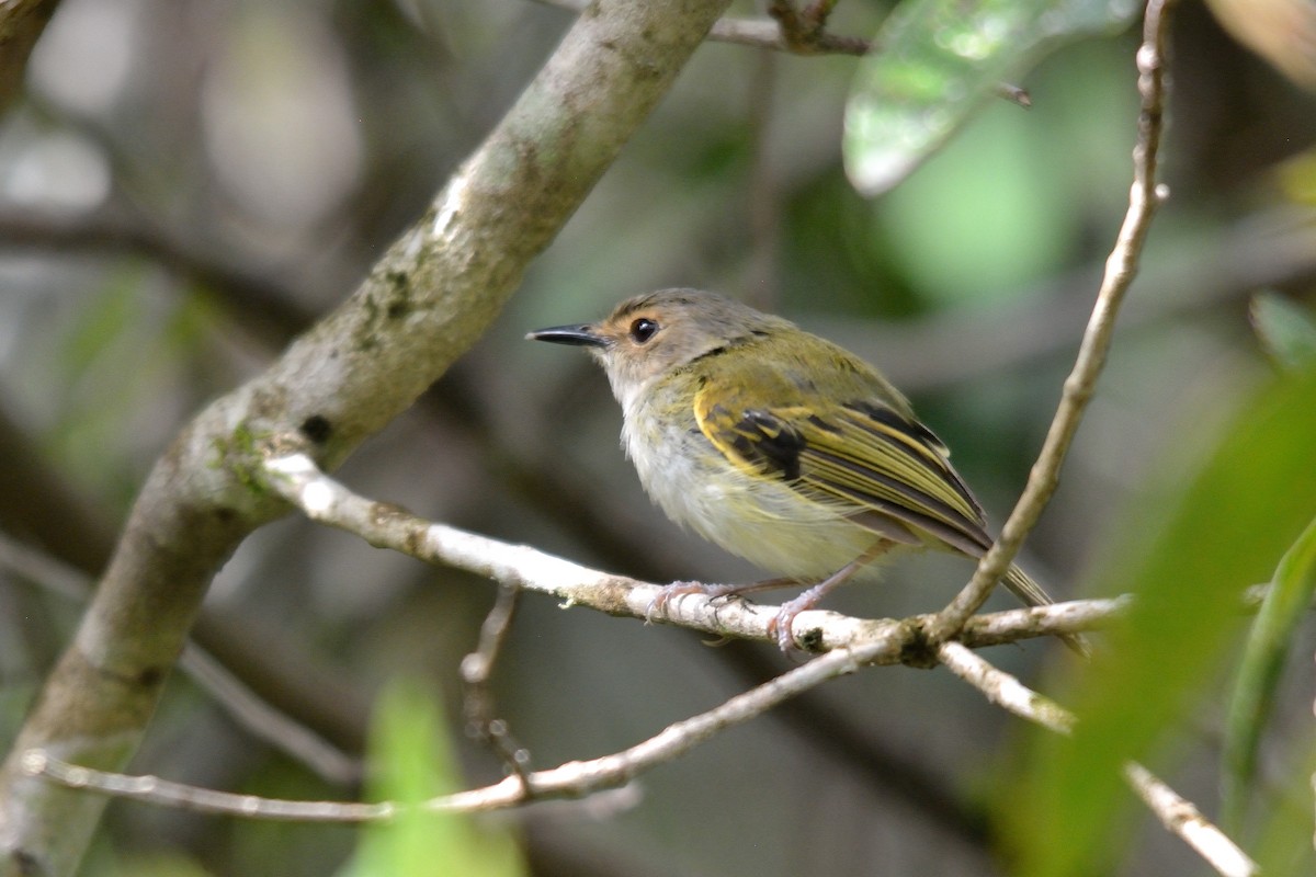 Rusty-fronted Tody-Flycatcher - Rodrigo Ferronato