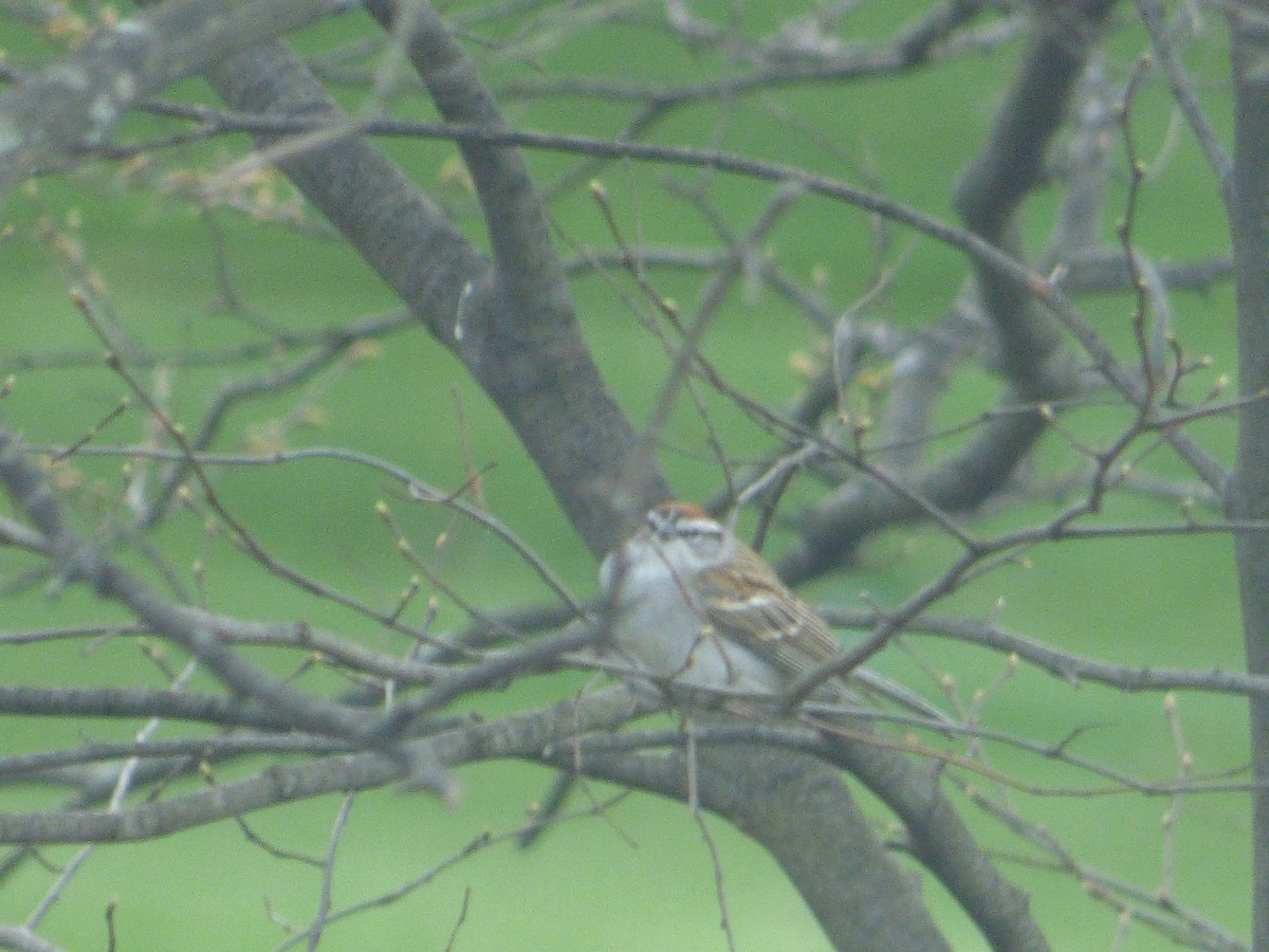Chipping Sparrow - ML110670971