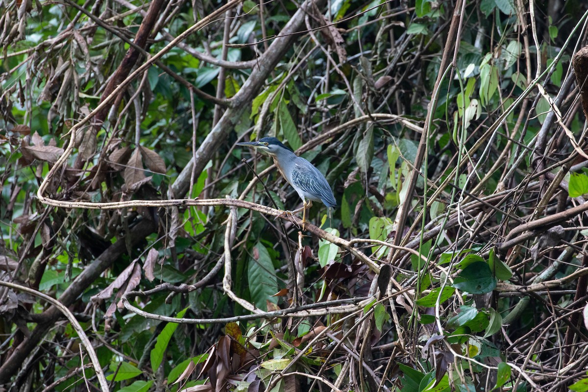 Striated Heron - ML110671301