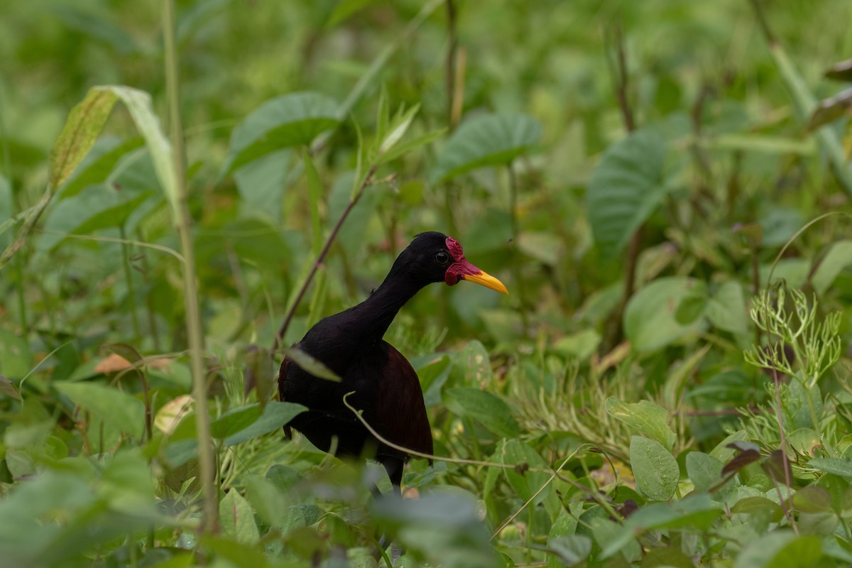 Wattled Jacana - Cullen Hanks