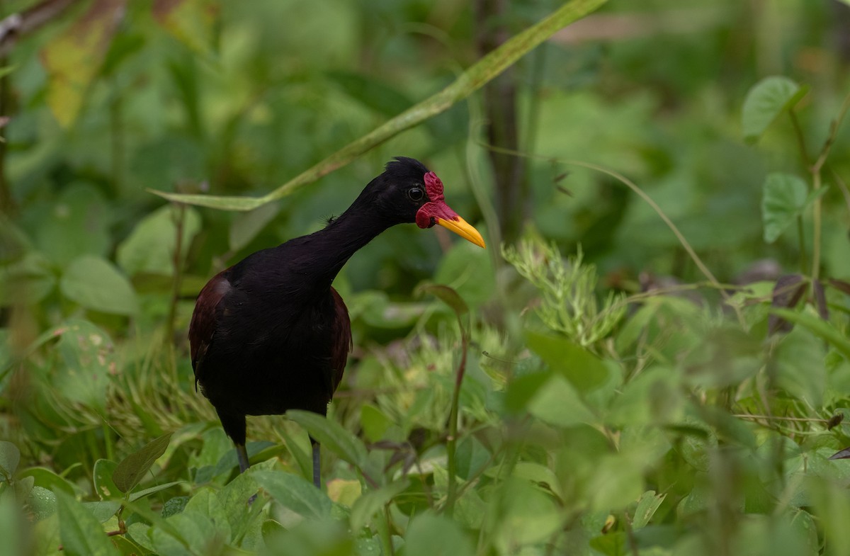 Wattled Jacana - Cullen Hanks