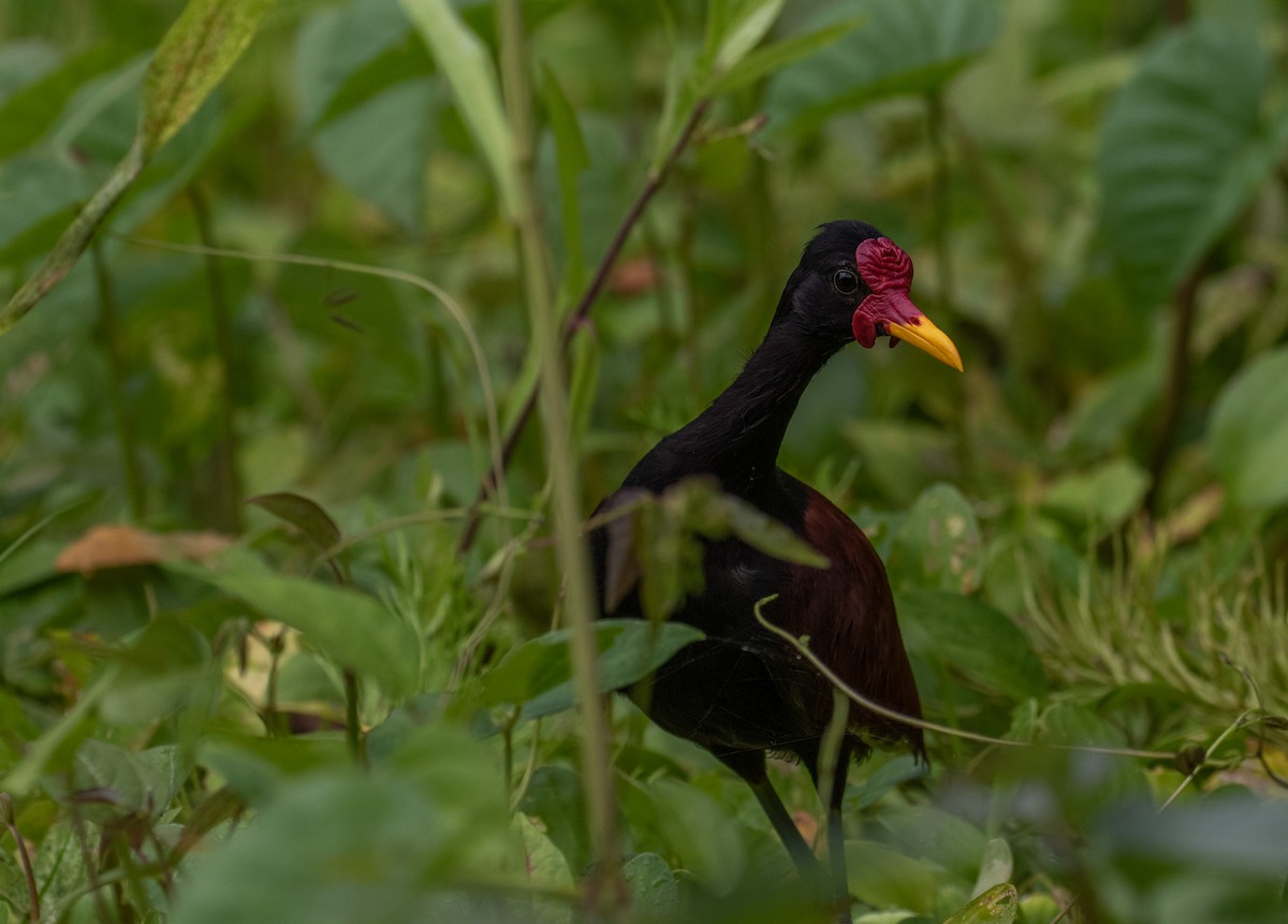 Wattled Jacana - ML110671441