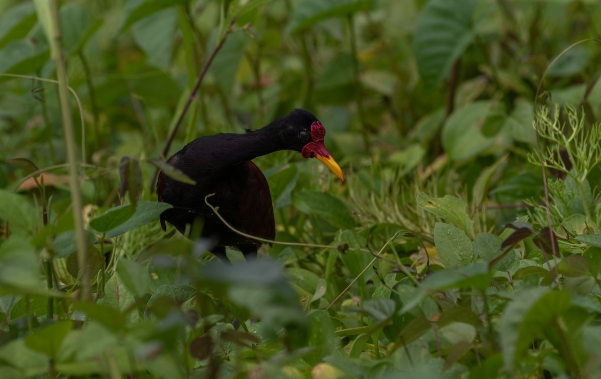 Wattled Jacana - ML110671461