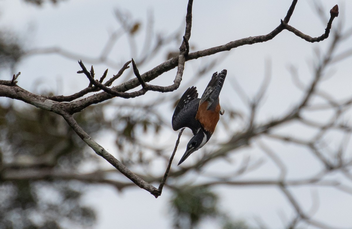 Ringed Kingfisher - ML110671491