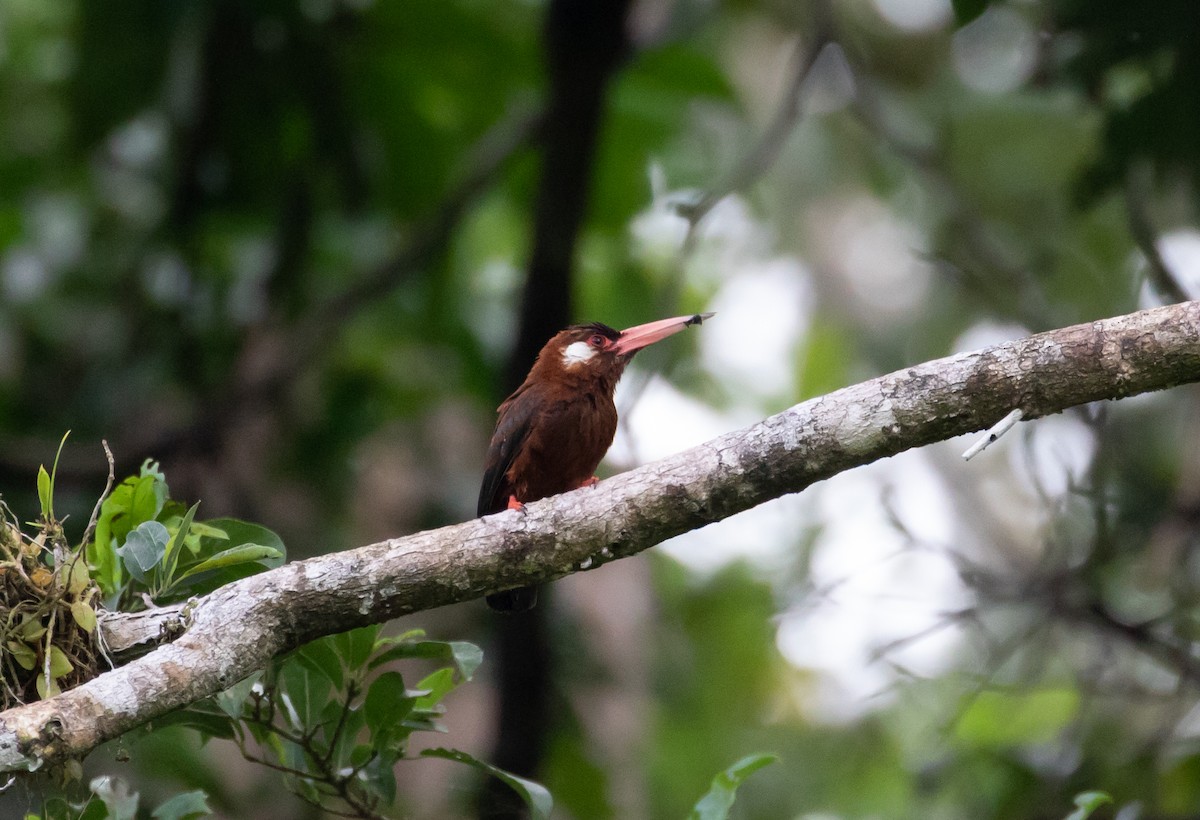 White-eared Jacamar - Cullen Hanks