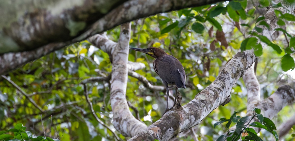 Rufescent Tiger-Heron - ML110671631