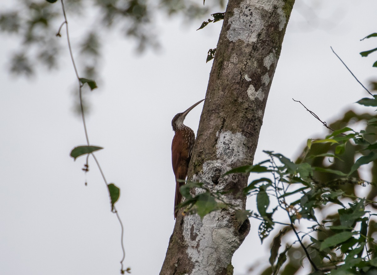 Long-billed Woodcreeper - ML110671751