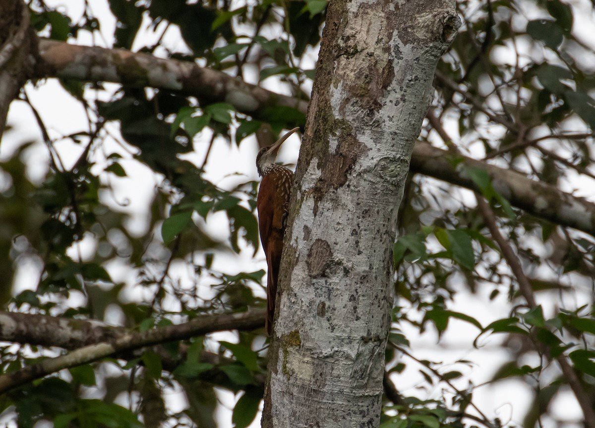 Long-billed Woodcreeper - ML110671761