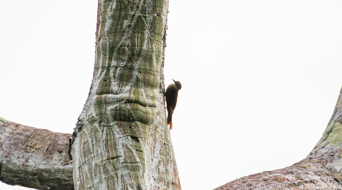 Zimmer's Woodcreeper - Cullen Hanks