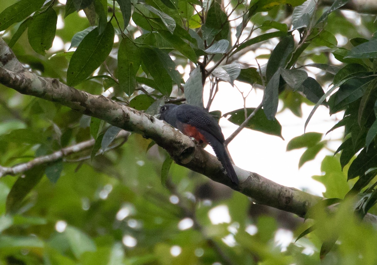 Blue-crowned Trogon - ML110672571