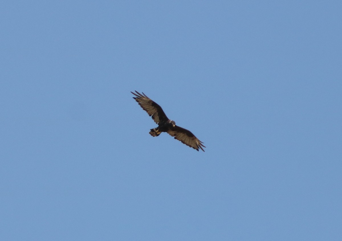 Zone-tailed Hawk - ML110672971