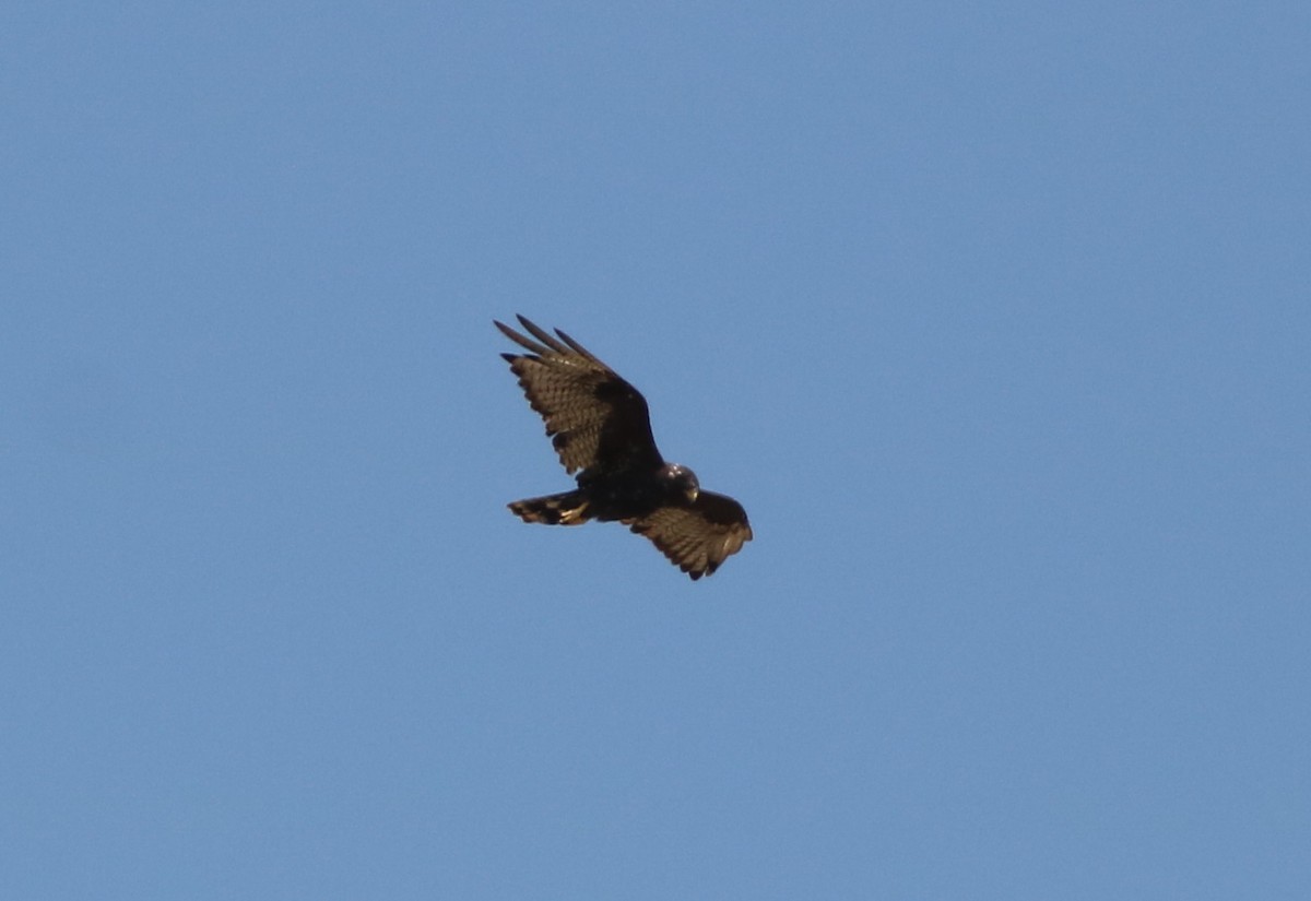 Zone-tailed Hawk - ML110673031