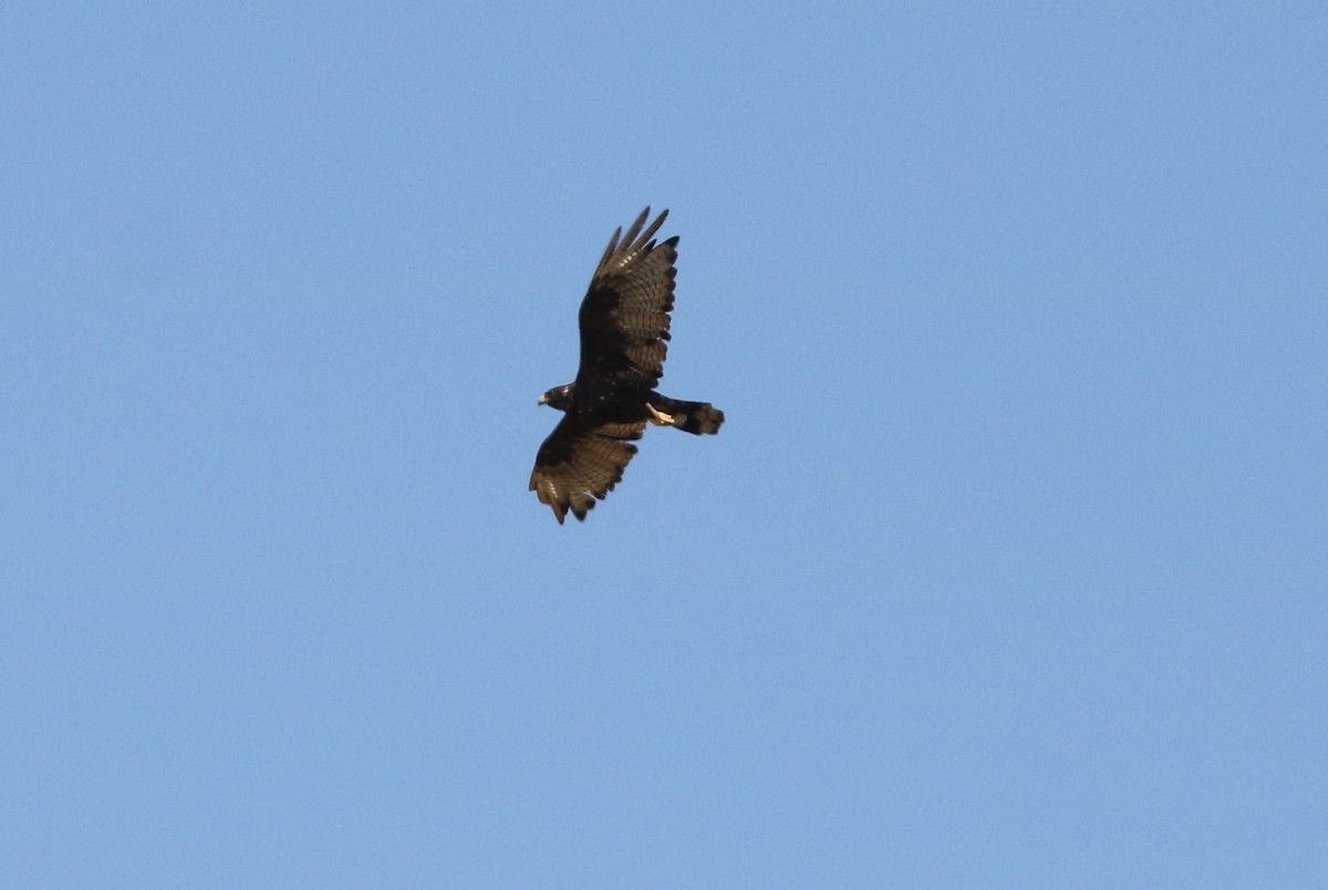 Zone-tailed Hawk - ML110673081