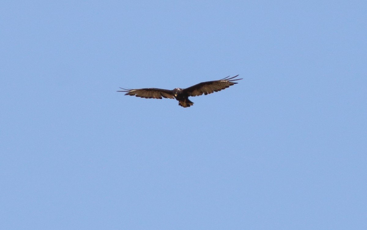 Zone-tailed Hawk - ML110673161