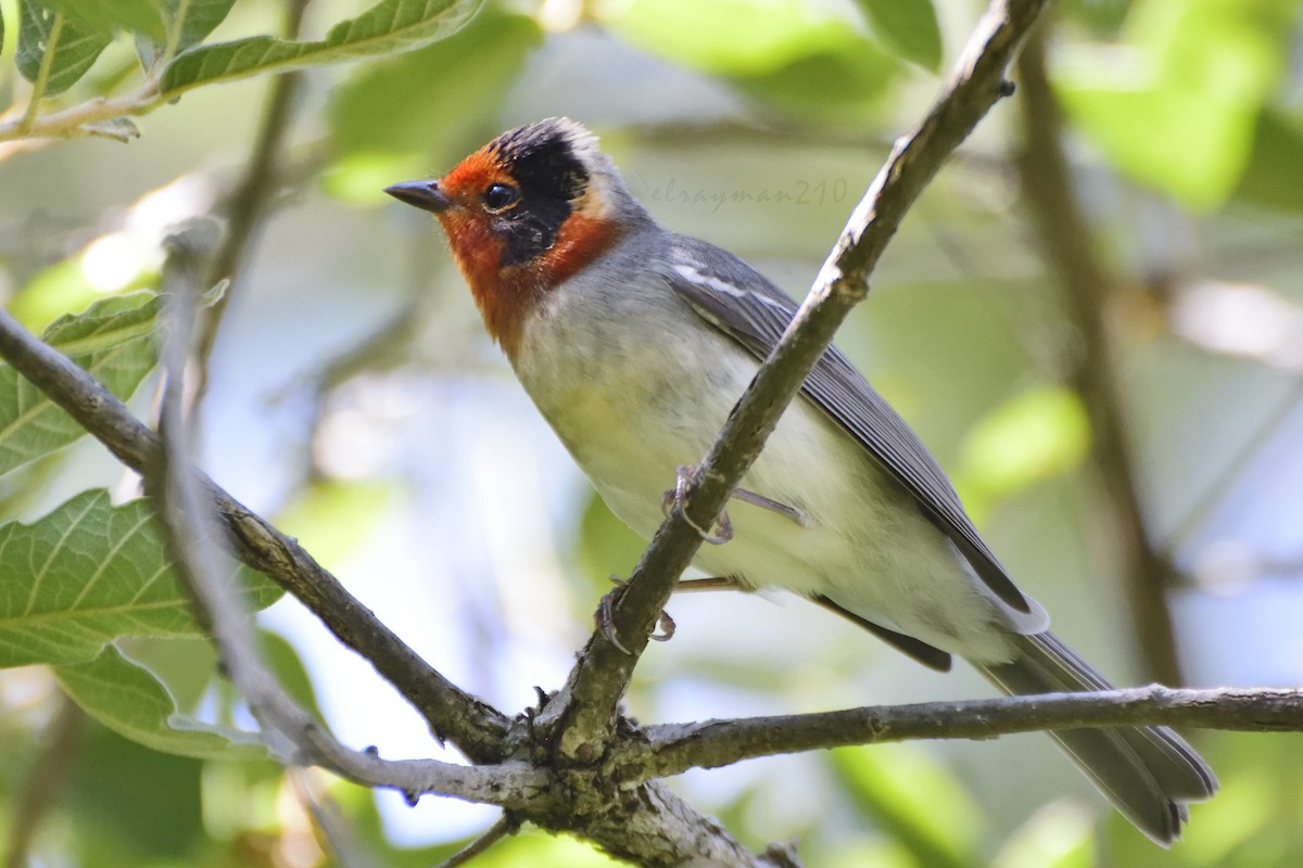 Red-faced Warbler - Ricardo Arredondo