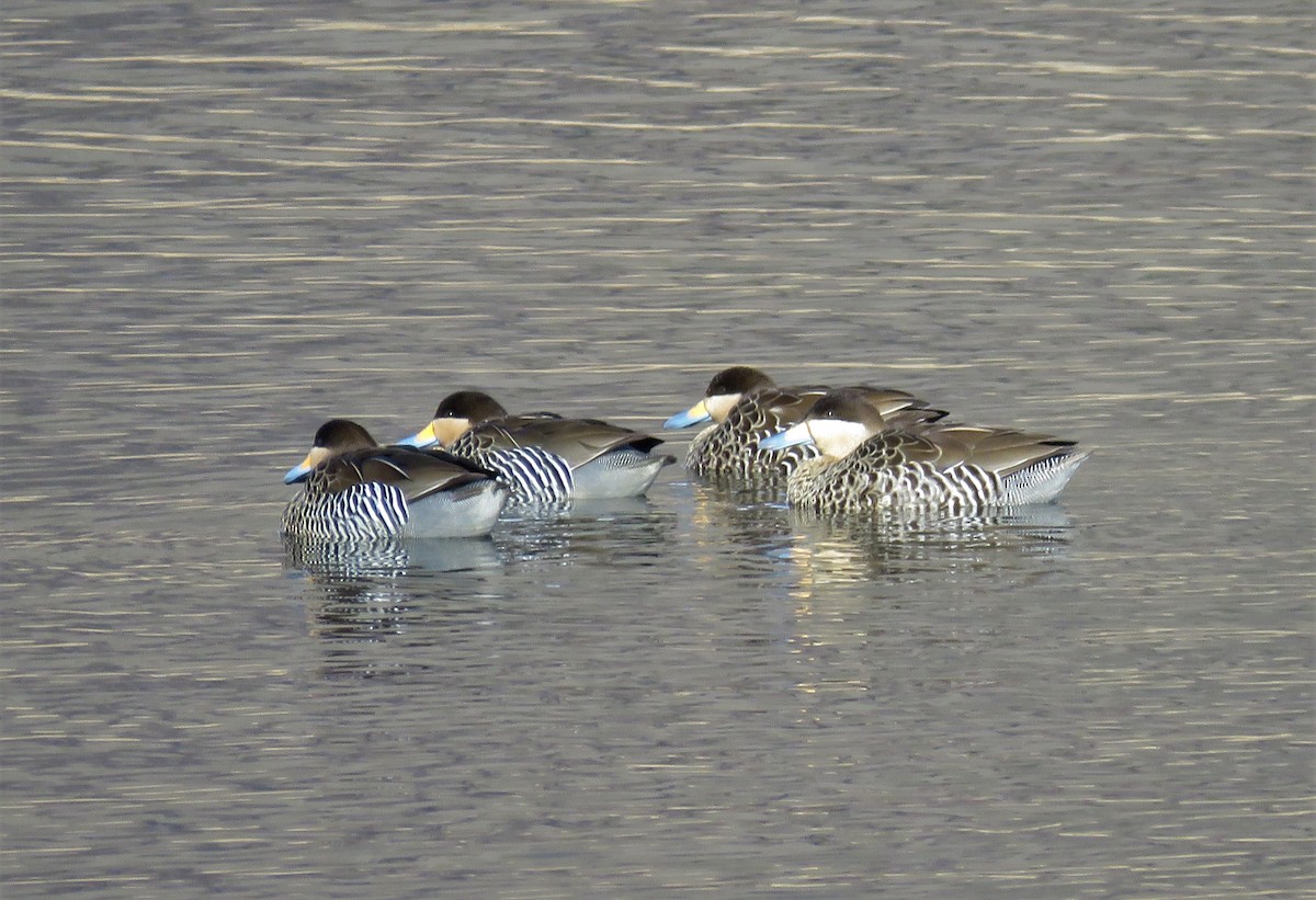 Silver Teal - ML110674151