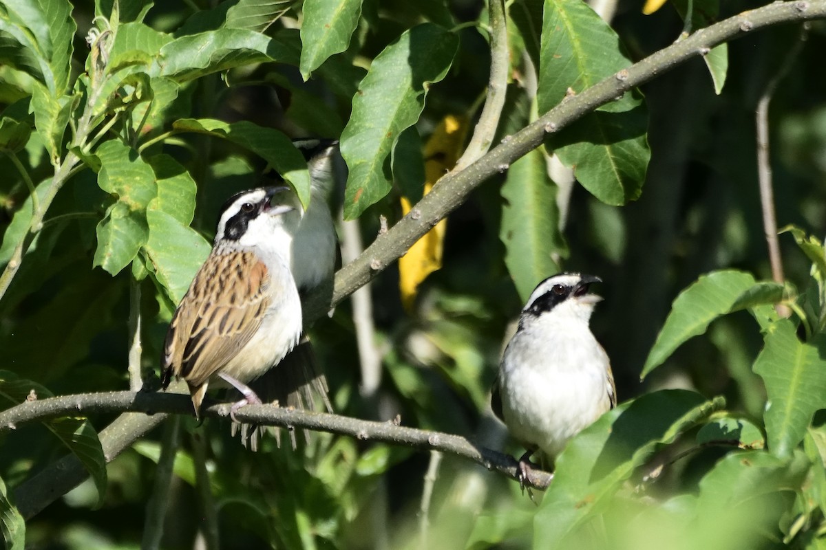 Stripe-headed Sparrow - Ricardo Arredondo