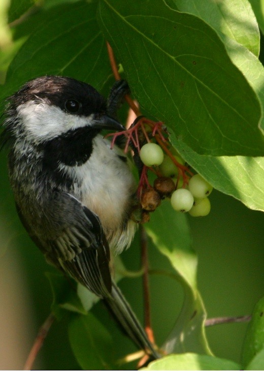 Black-capped Chickadee - ML110674351