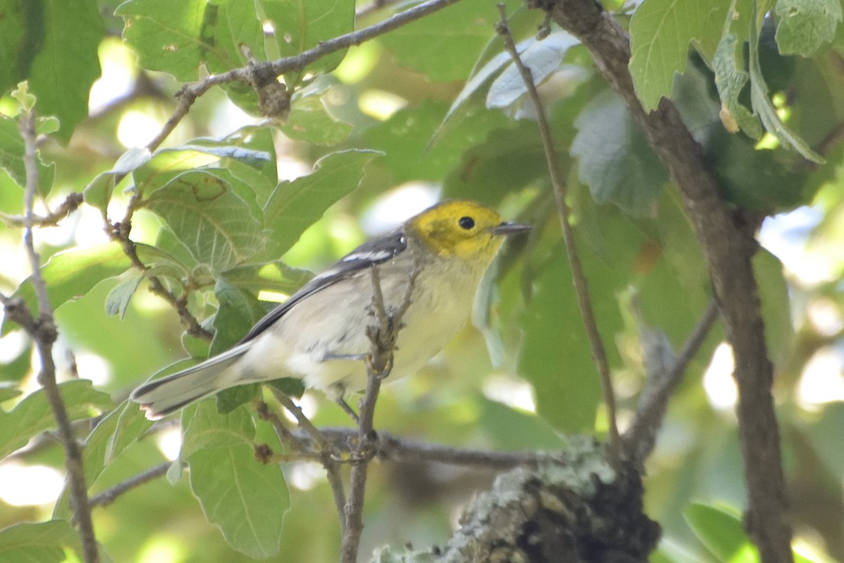 Paruline à tête jaune - ML110674561