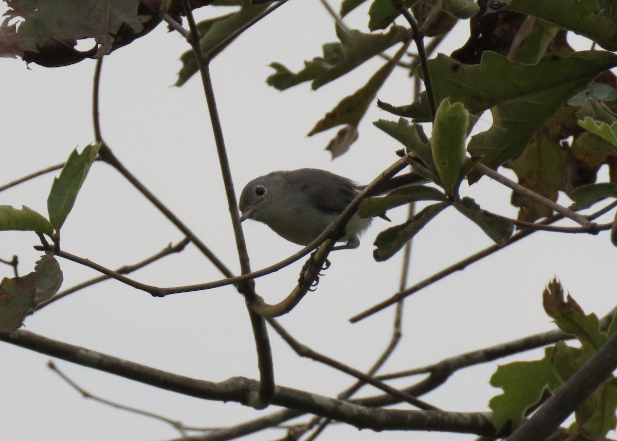 Blue-gray Gnatcatcher - ML110674771