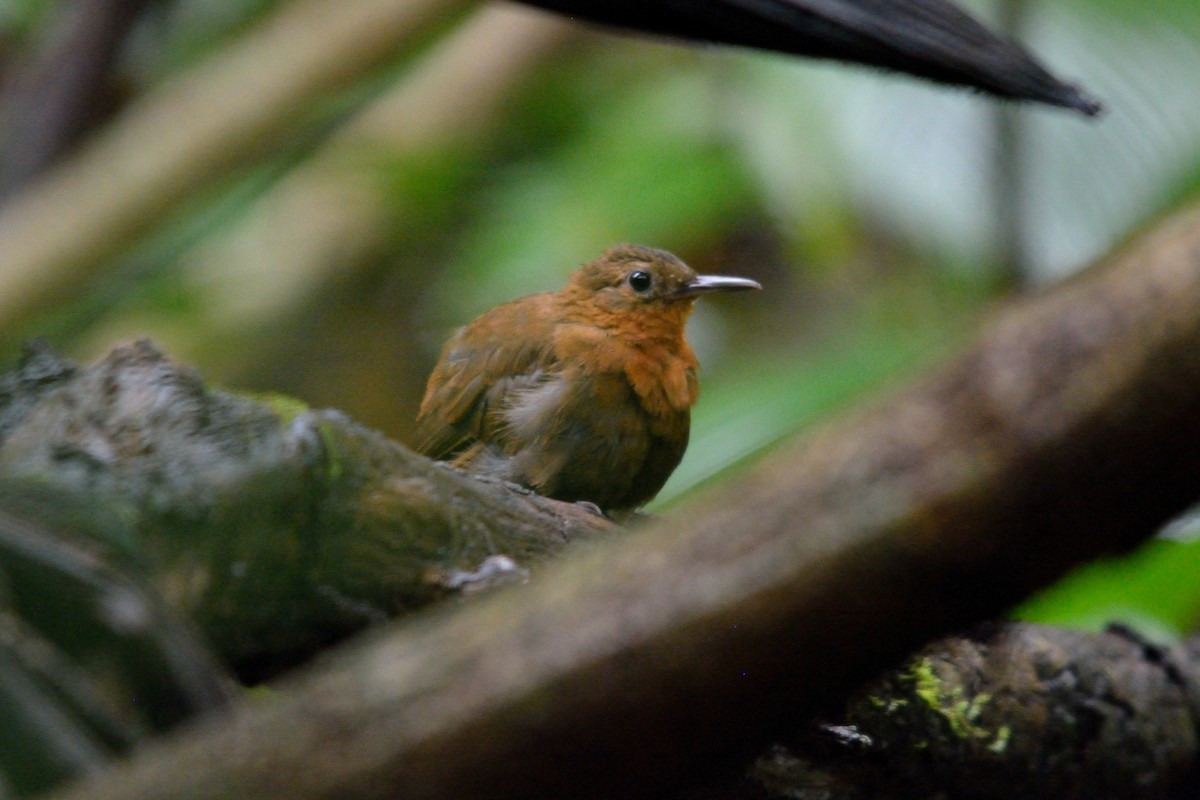 South American Leaftosser (Guianan) - ML110674911