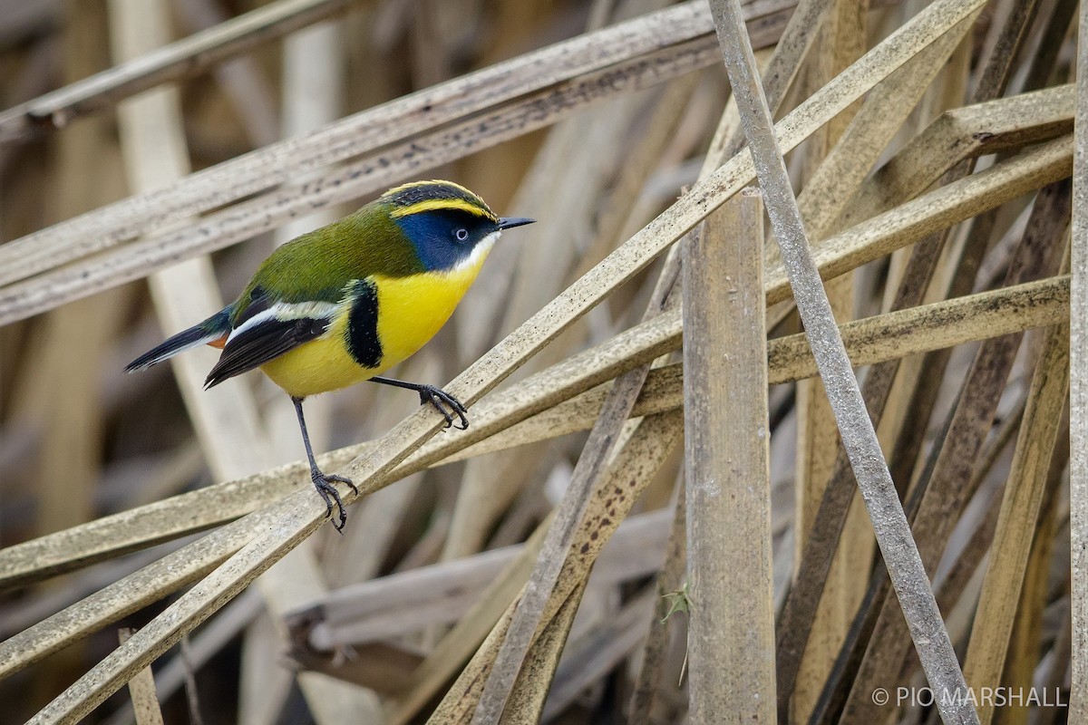 Many-colored Rush Tyrant - ML110675201