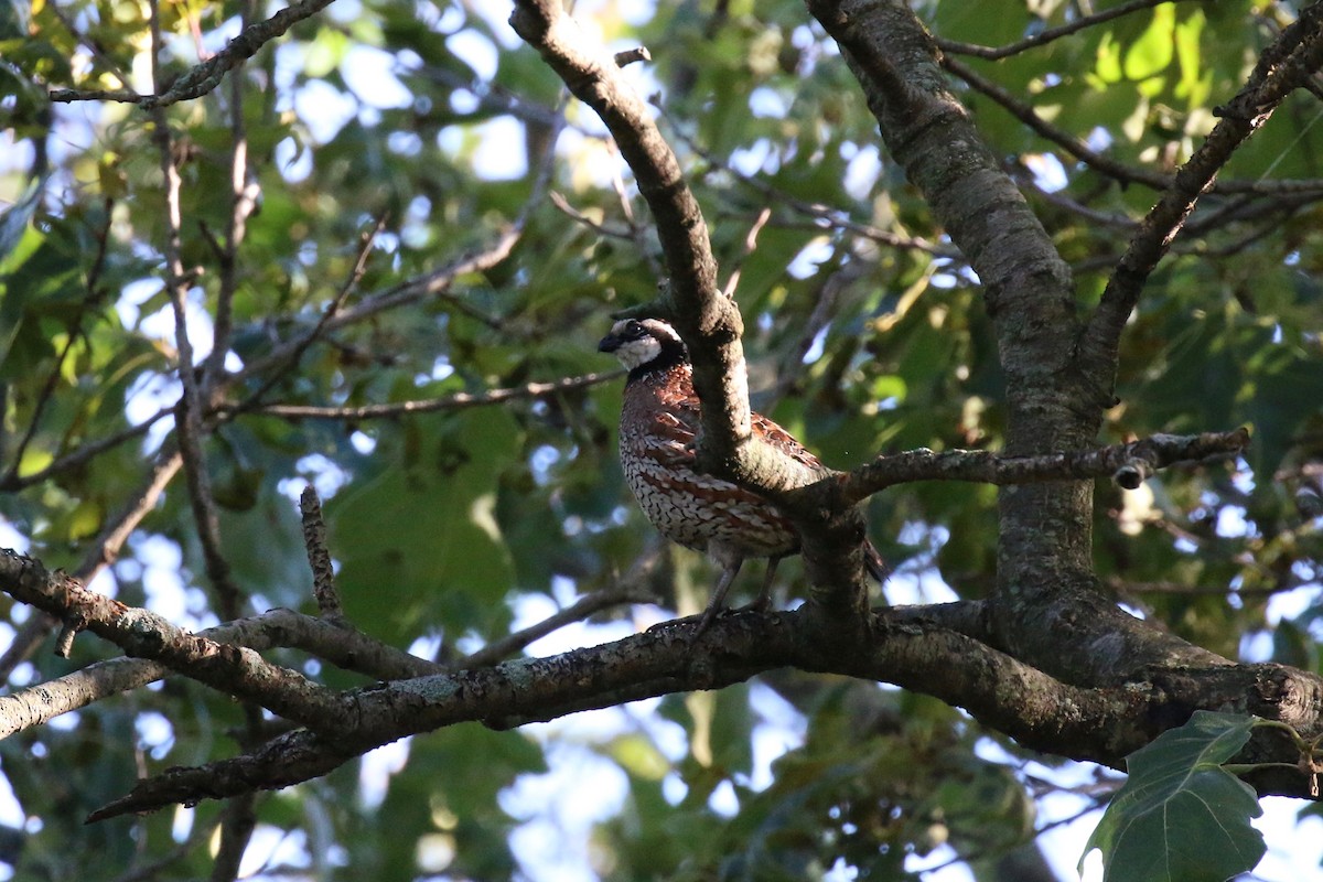 Northern Bobwhite (Eastern) - ML110677471