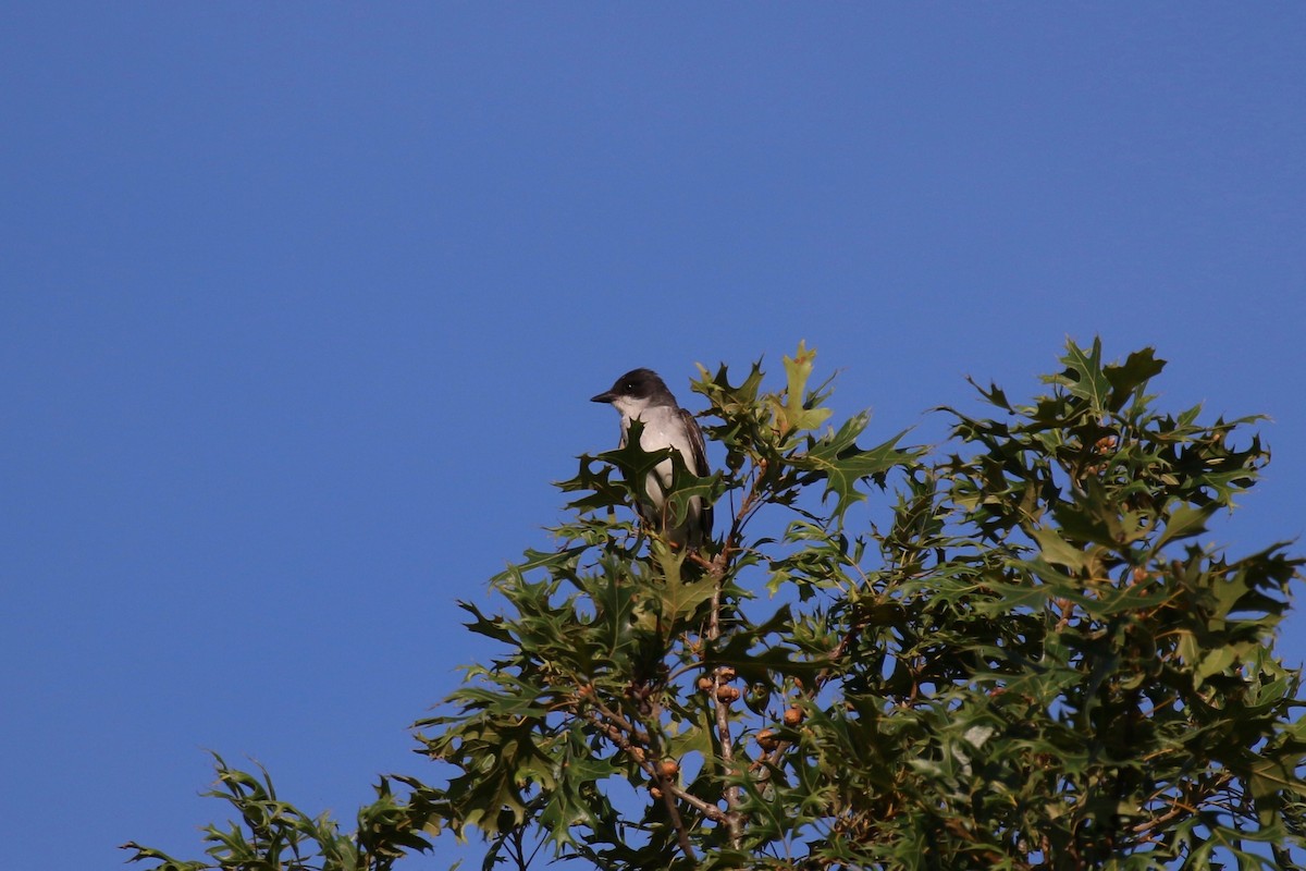 Eastern Kingbird - ML110677751