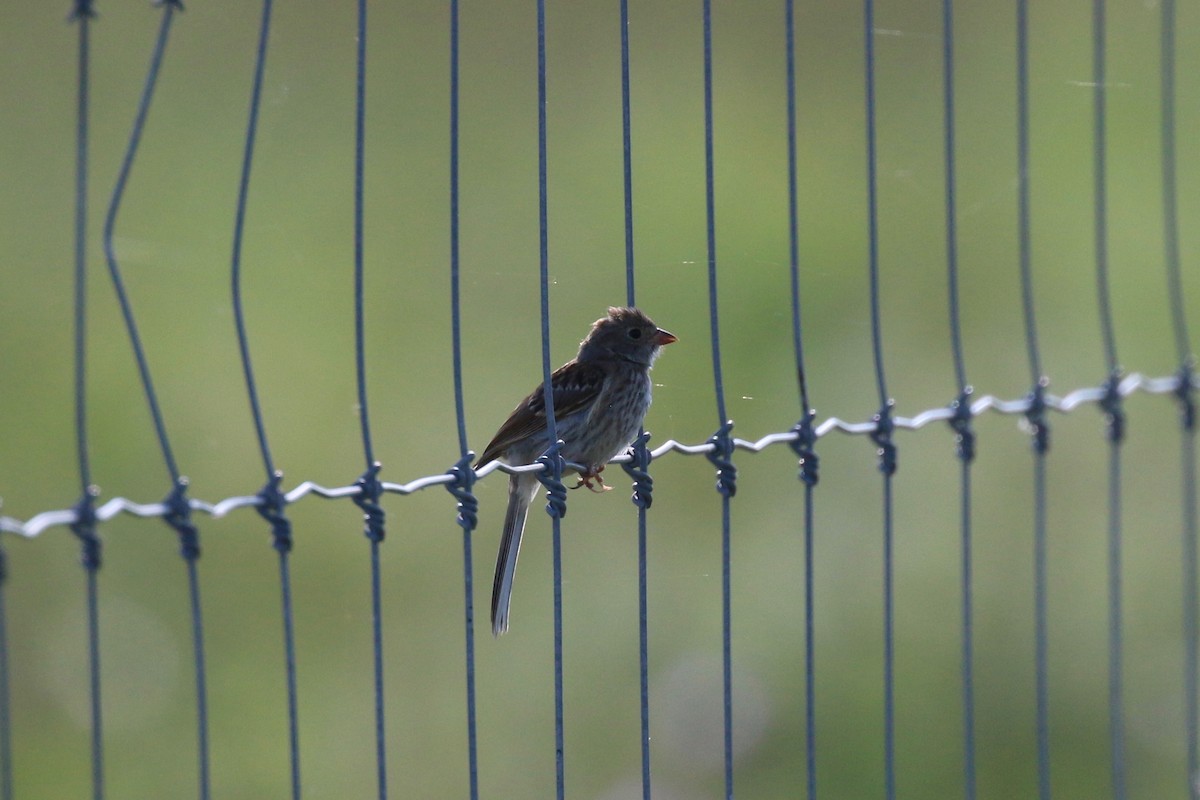 Field Sparrow - Henry Burton