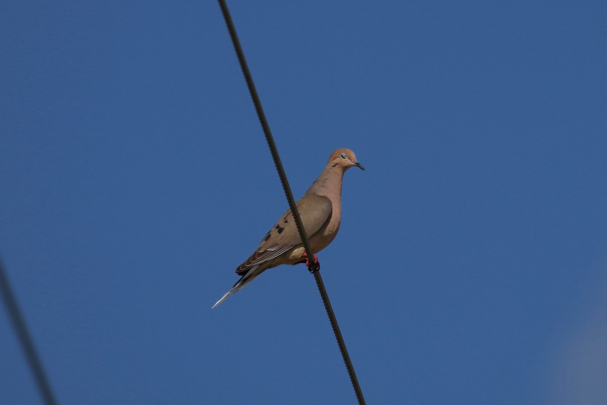 Mourning Dove - ML110678681