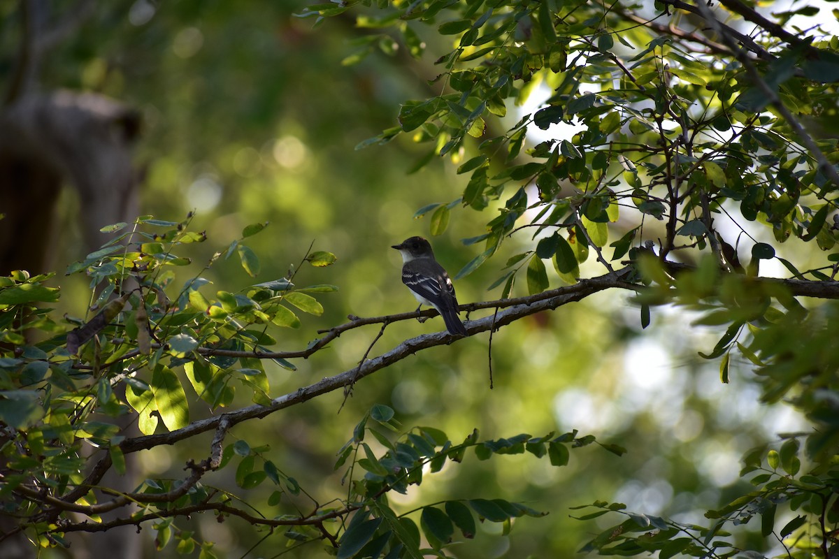 Willow Flycatcher - ML110679231