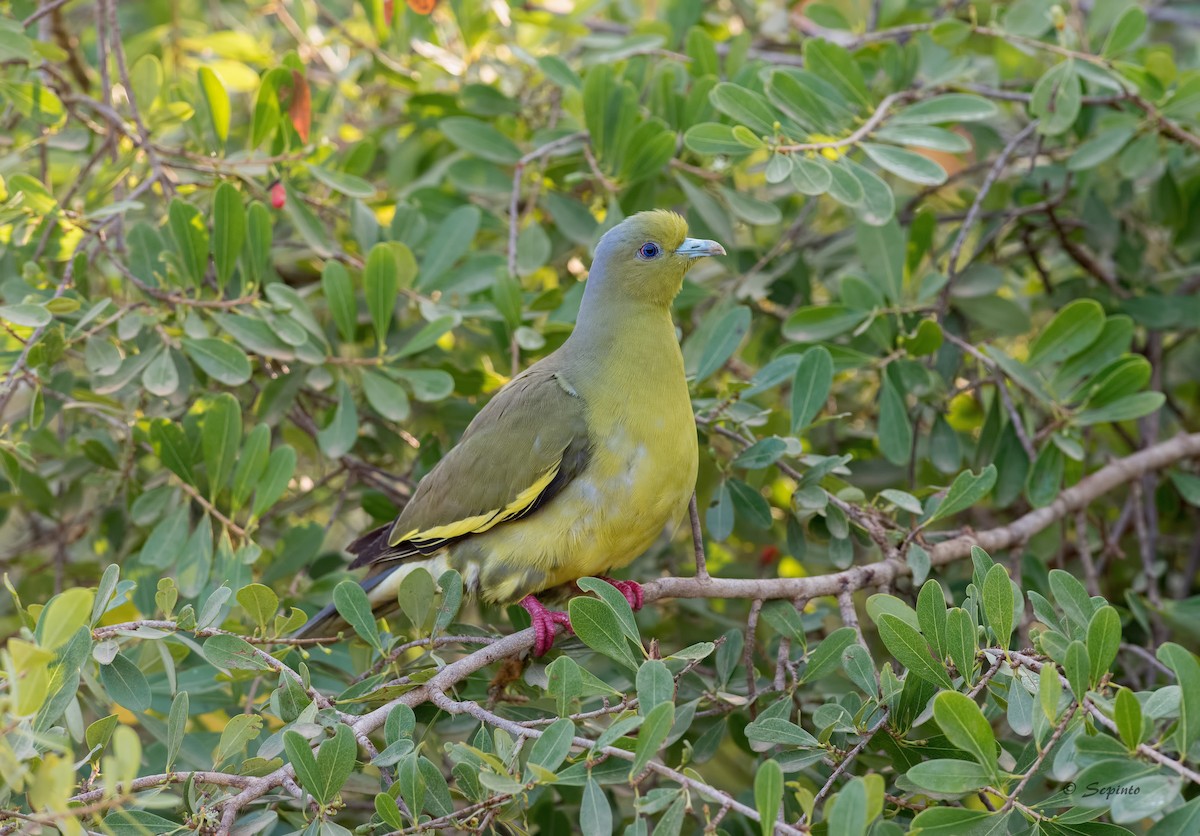 Orange-breasted Green-Pigeon - Shailesh Pinto
