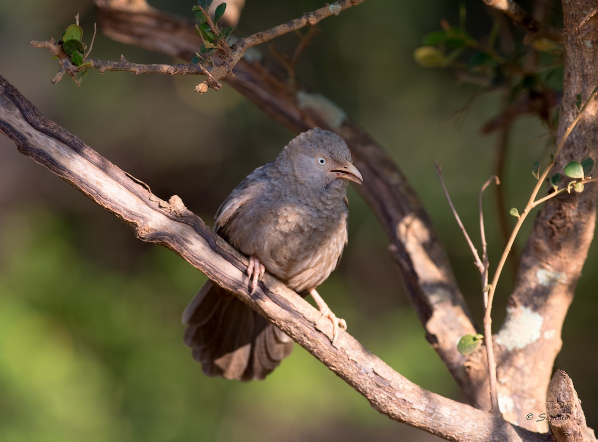 Yellow-billed Babbler - ML110681771