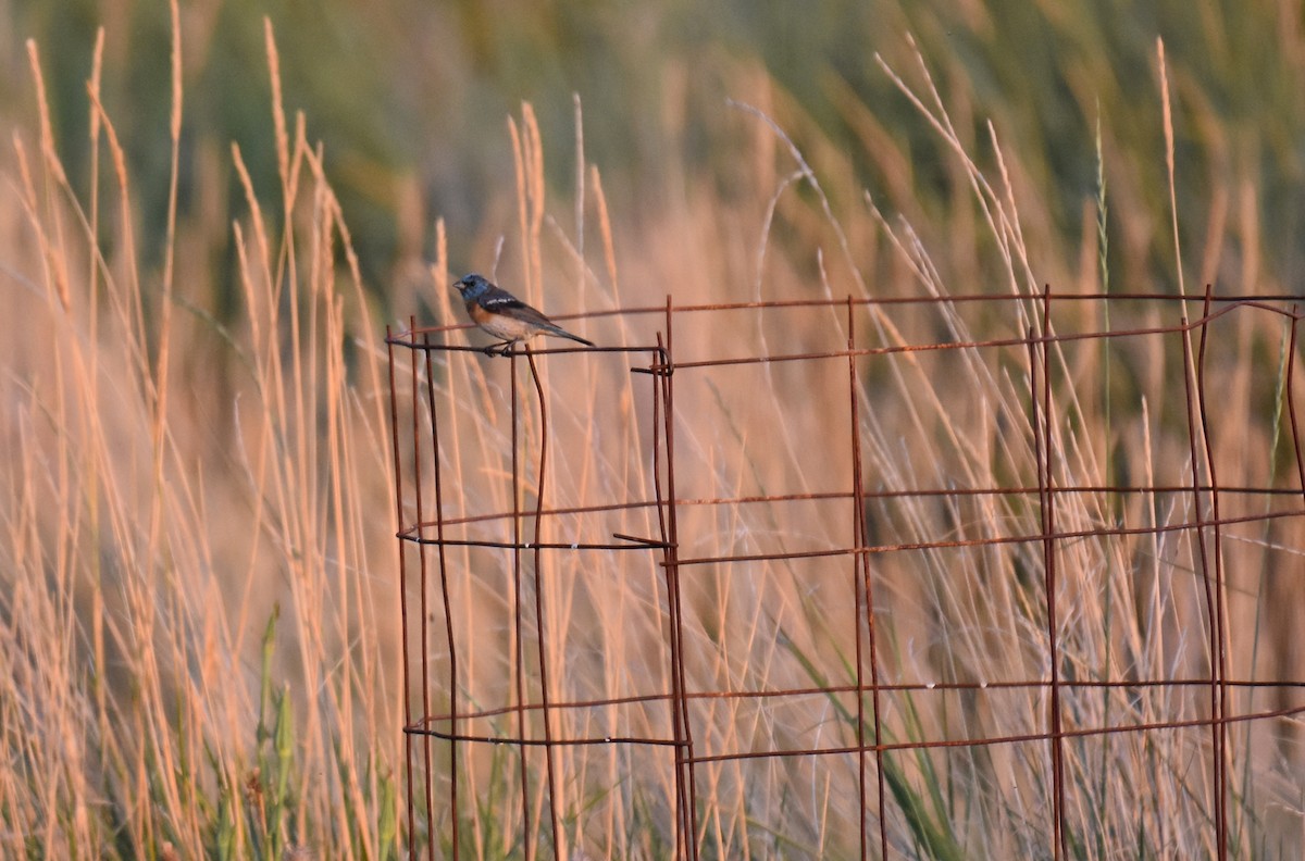 Lazuli Bunting - ML110683501