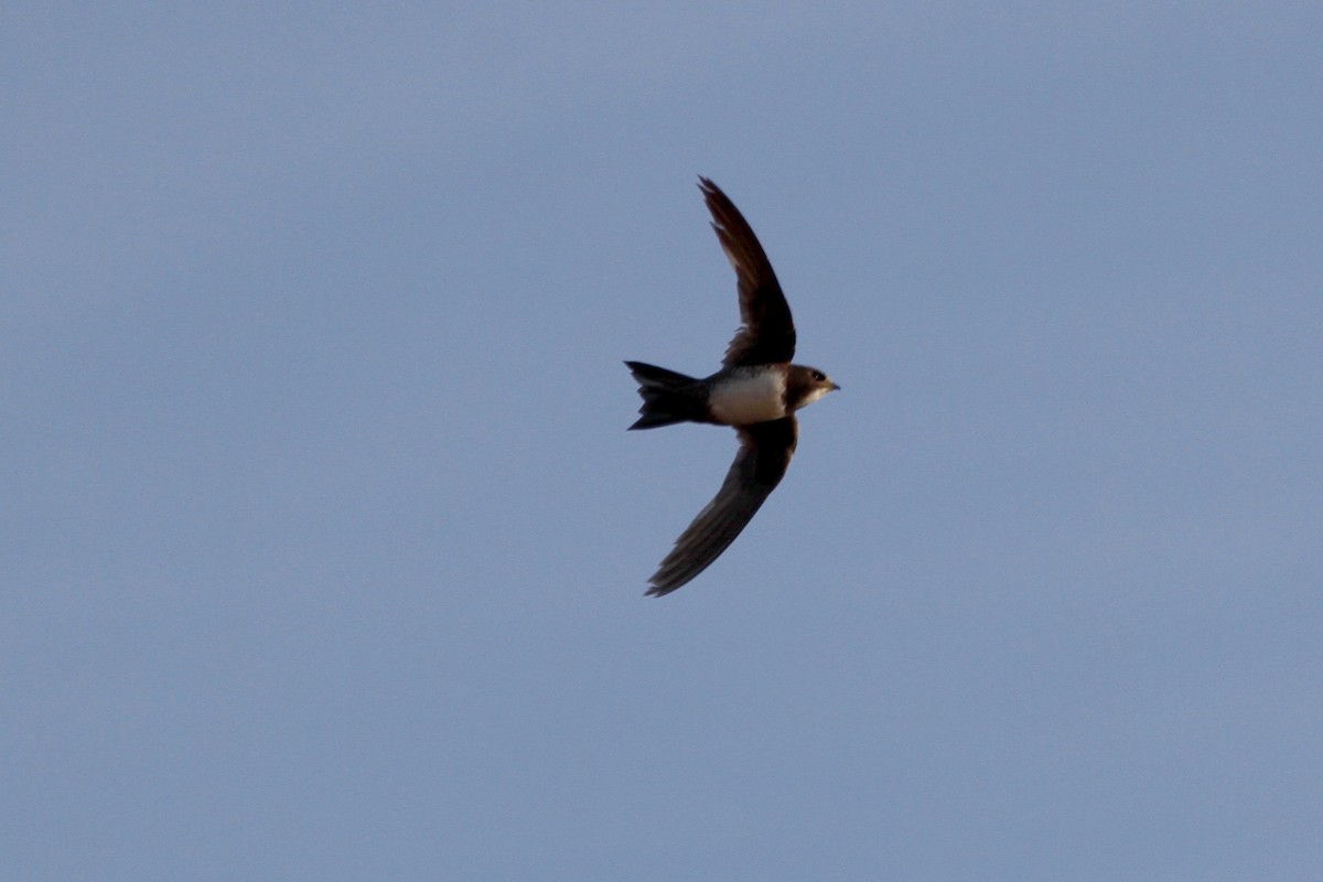 Alpine Swift - ML110683811