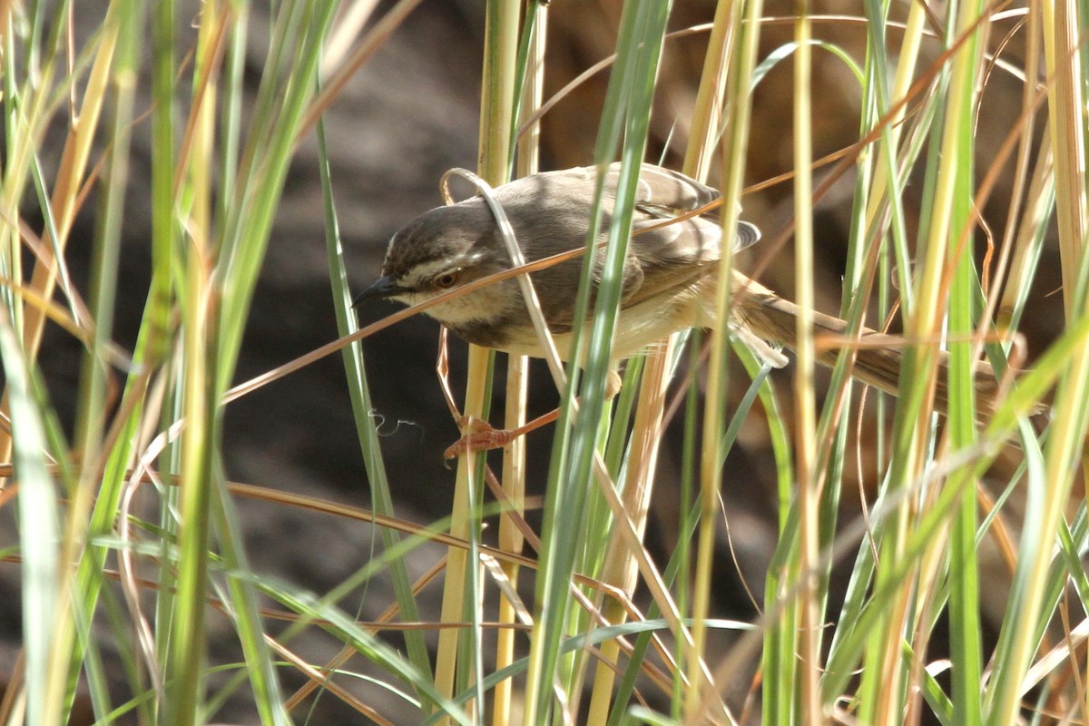 Prinia à plastron - ML110684271