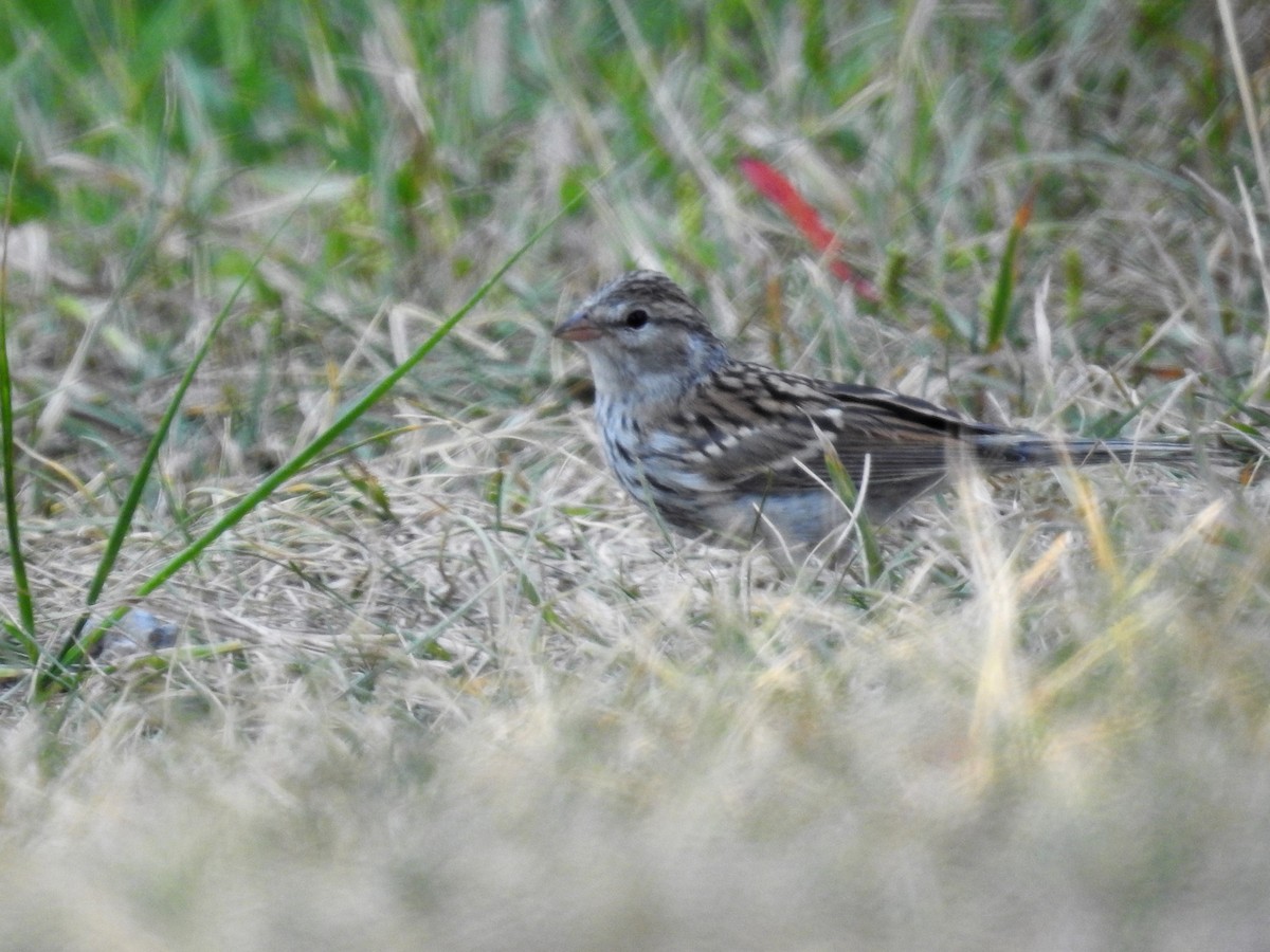 Chipping Sparrow - ML110684671