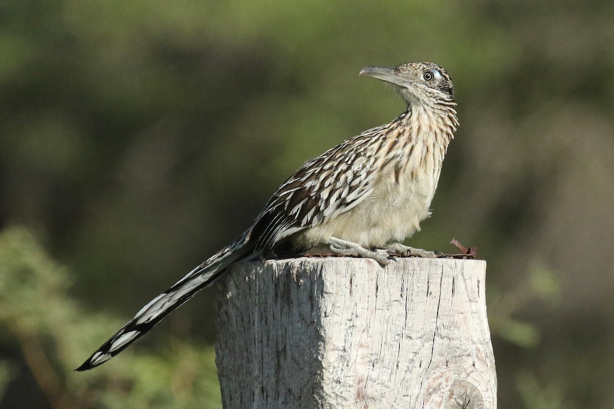 Greater Roadrunner - mario balitbit