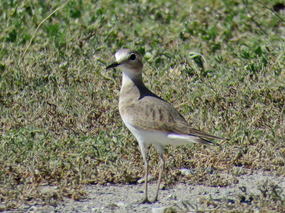 Mountain Plover - ML110687821