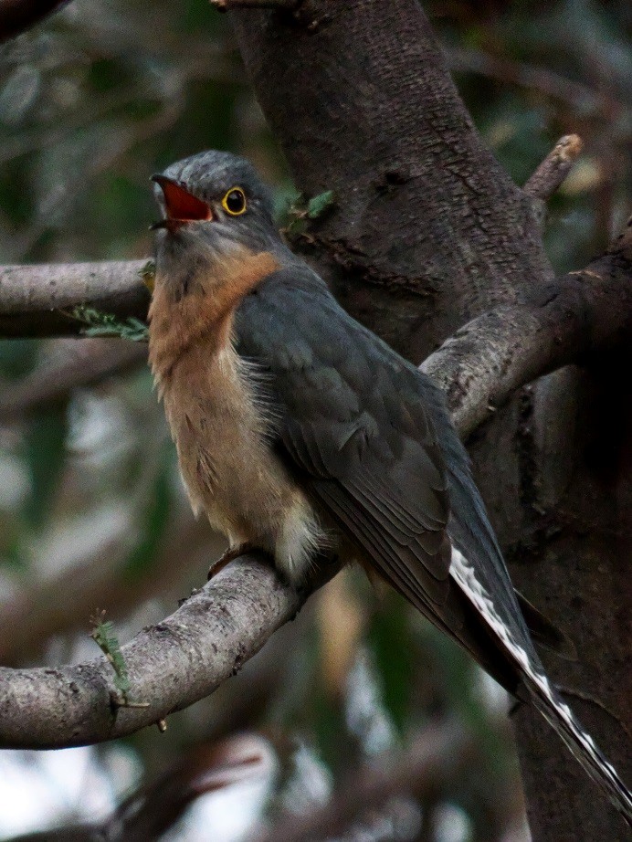 Fan-tailed Cuckoo - ML110687981