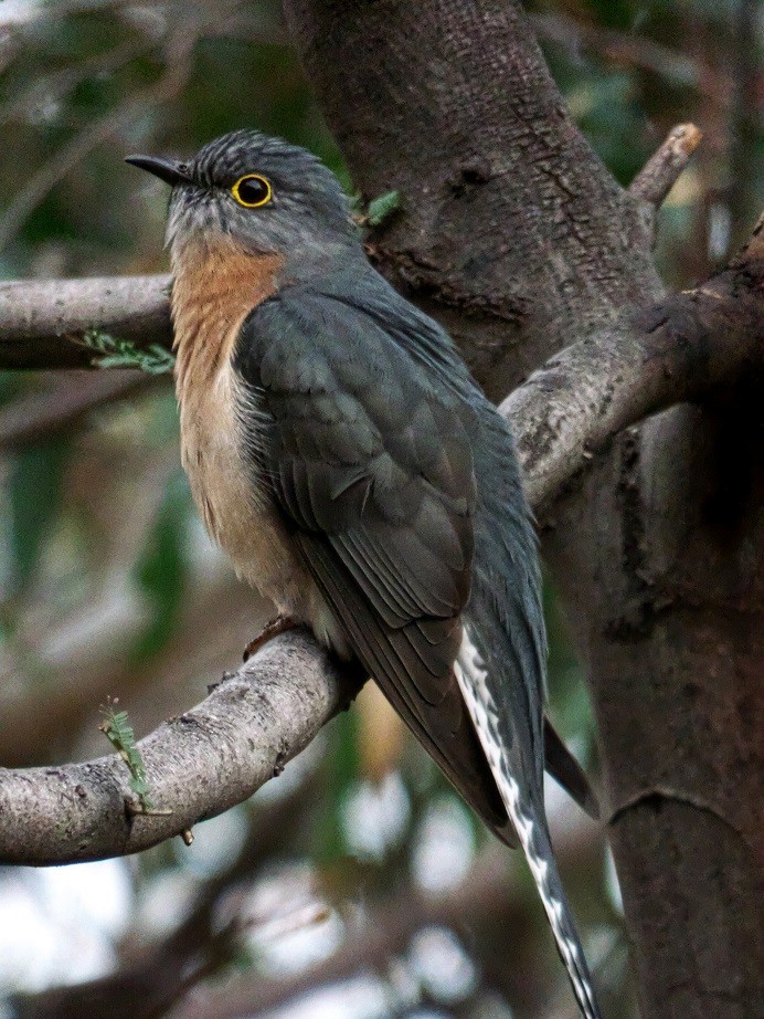 Fan-tailed Cuckoo - ML110687991