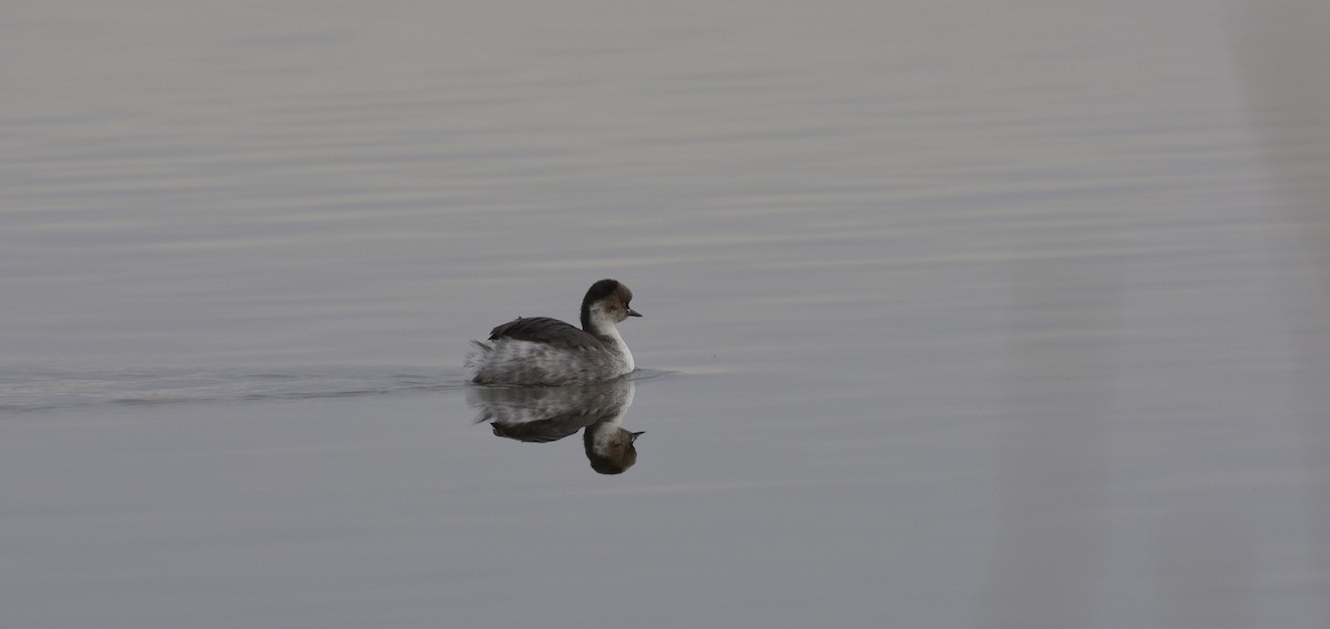 Silvery Grebe - ML110688931