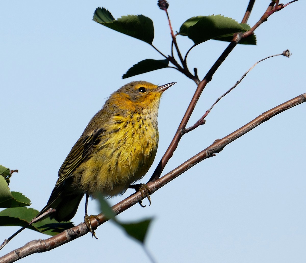 Cape May Warbler - Jacques Ibarzabal