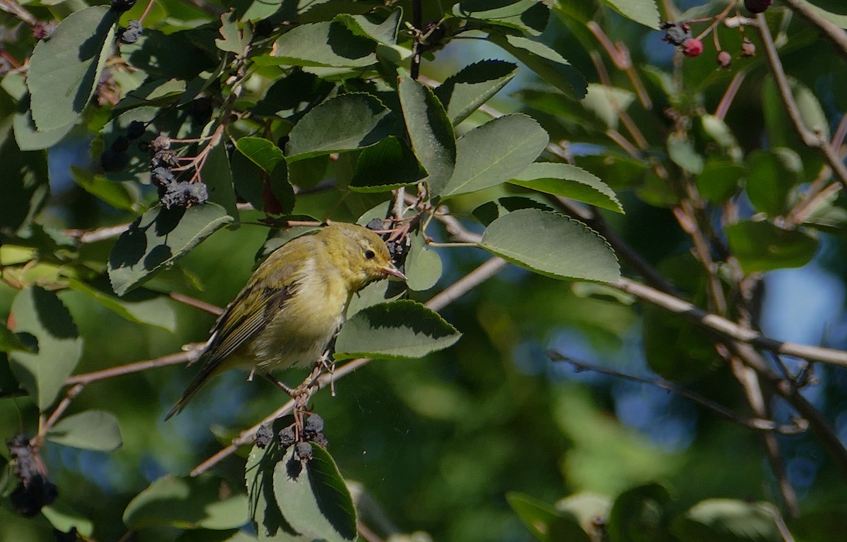 Tennessee Warbler - Jacques Ibarzabal