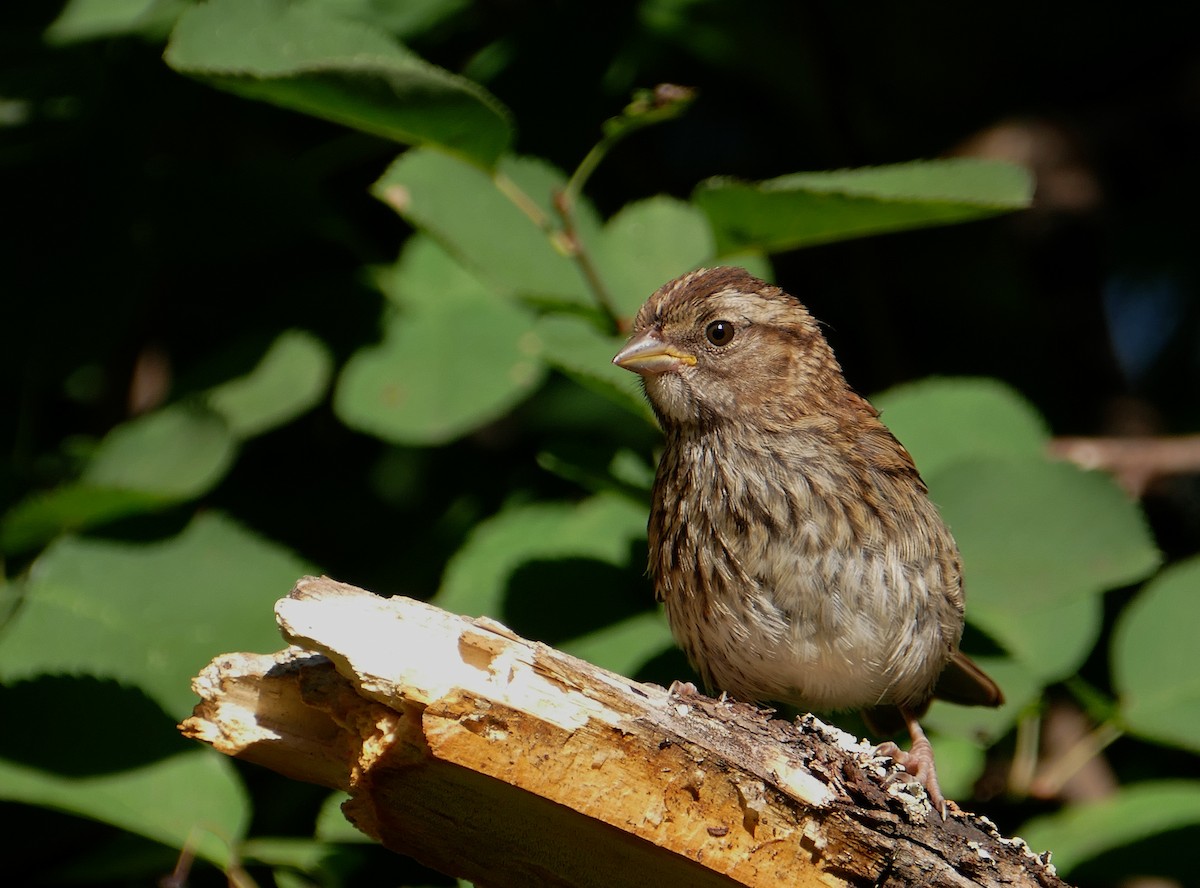 White-throated Sparrow - Jacques Ibarzabal