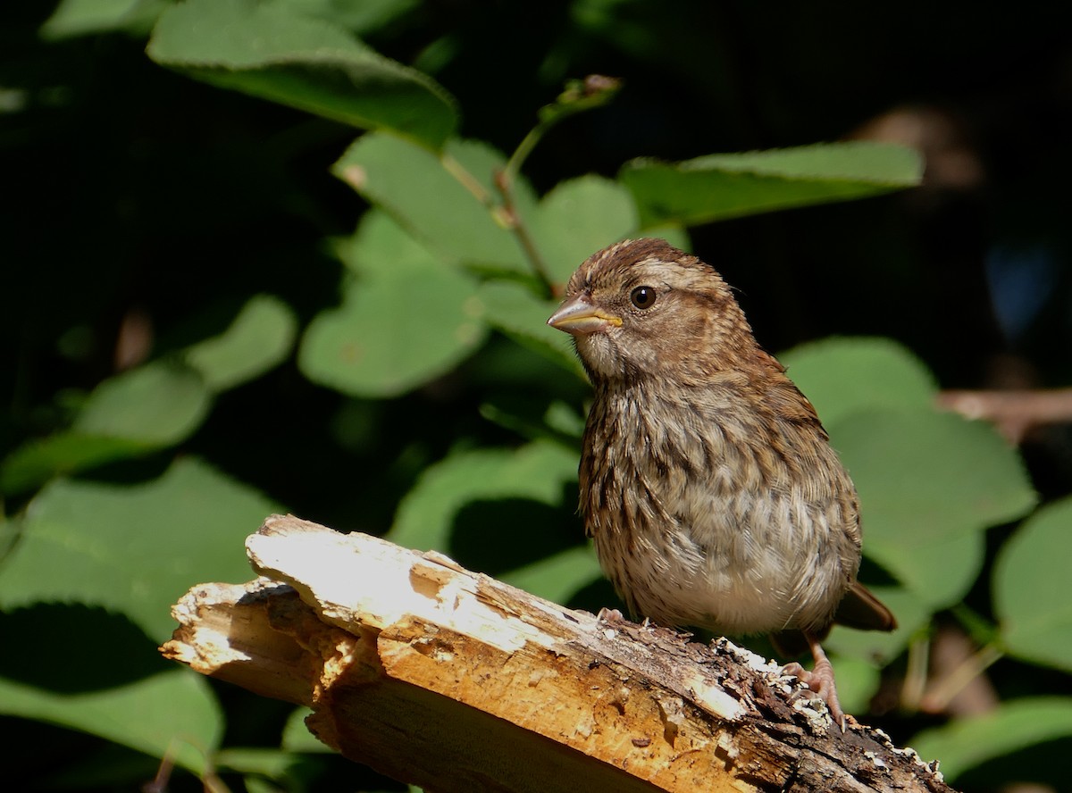 White-throated Sparrow - ML110689331